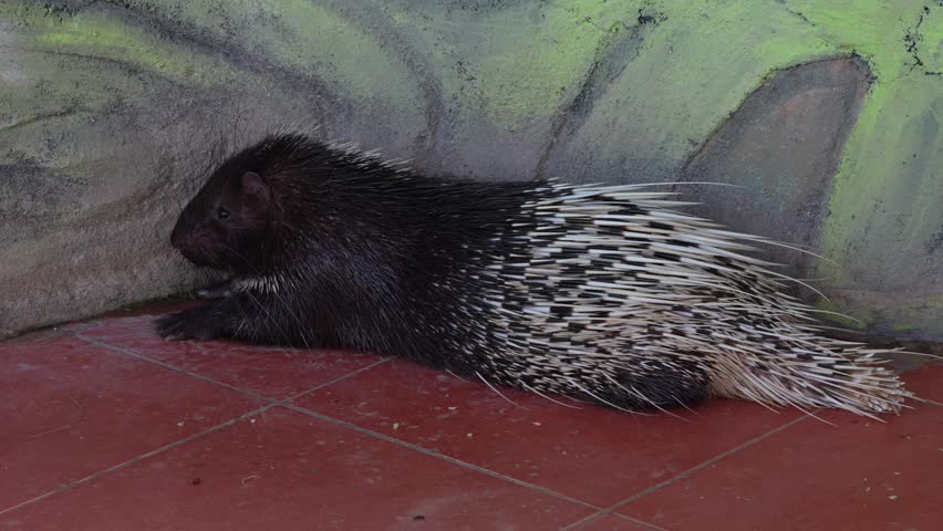 The porcupine is a large nocturnal rodent with sharp quills gentle behavior and slow movements often found in forests and wooded habitats around the world