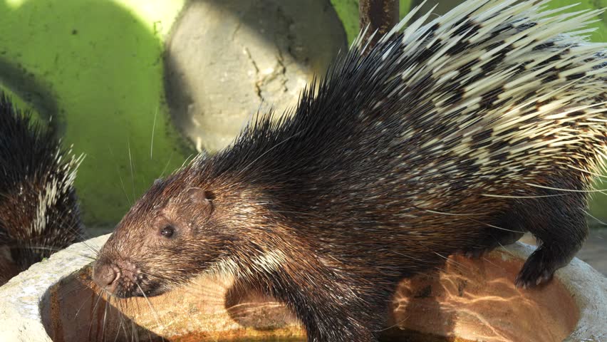 The porcupine is a large nocturnal rodent with sharp quills gentle behavior and slow movements often found in forests and wooded habitats around the world