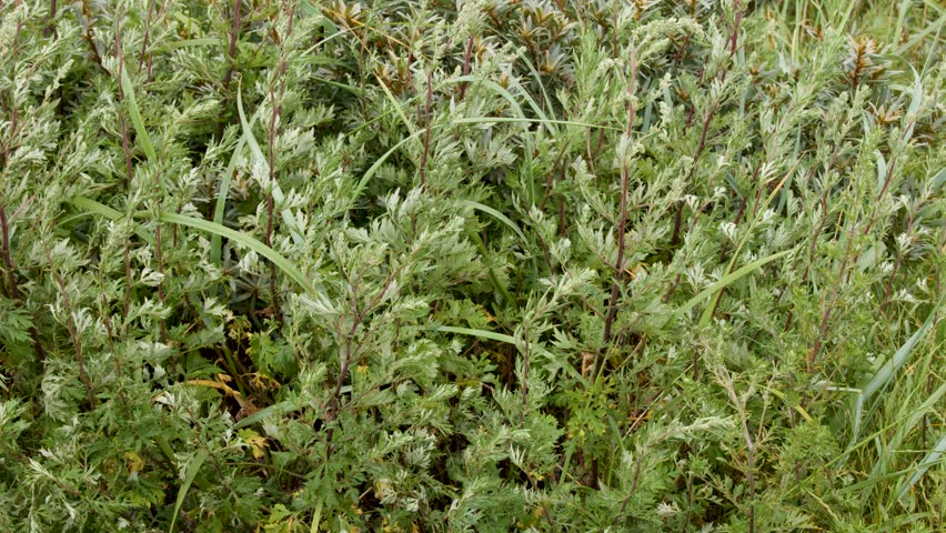 Dense wild plants and leaves sway gently in natural daylight, captured with a static camera