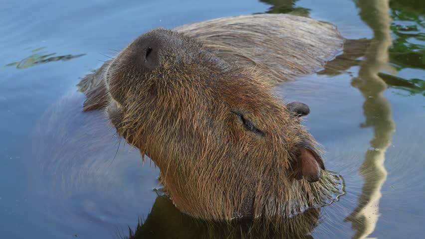 The capybara is the worlds largest rodent known for its calm gentle nature and love of water often seen relaxing near rivers and lakes