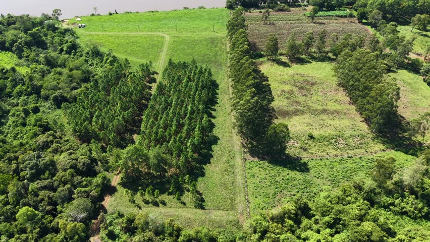 Tilted aerial view of symmetrical pine tree rows surrounded by lush green farmland near river, Panambi, Misiones, Argentina.