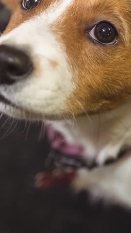 Close up of small brown and white pet dog looking up to camera. walk your dog month, dog ownership and loyalty concept digitally generated video.