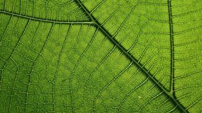 A detailed macro shot of the intricate veins on a vibrant green leaf. - Powered by Shutterstock - Get 15% off with code: PIKWIZARD15