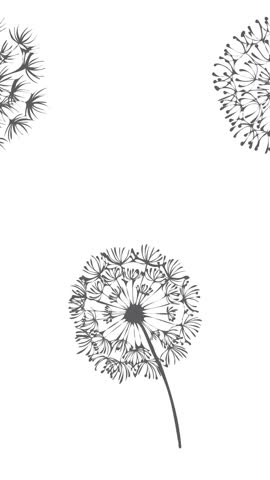 Animation of black dandelion clocks on white backgroud. fashion and accessories background pattern concept digital animation.