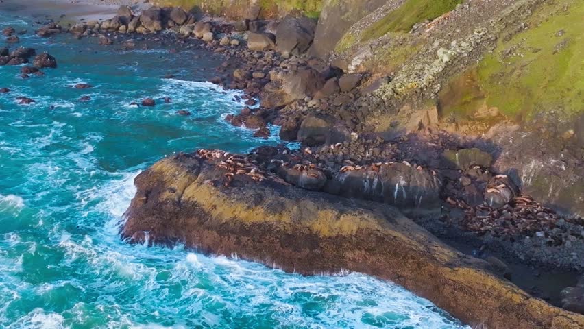 Orbiting Aerial View of Sea Lions Resting on Coastal Rocks Along the Oregon Cliffside