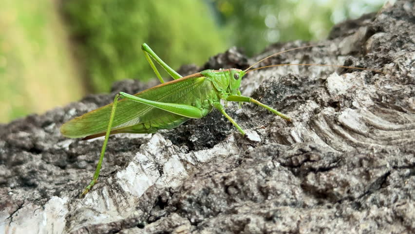 Great Green Bush Cricket on Tree Trunk Close Up