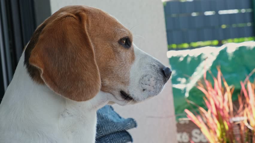 Close-up profile of a calm, tricolor Beagle dog sitting outdoors on a patio, looking into the distance, and then quickly turning its head to look directly at the camera.