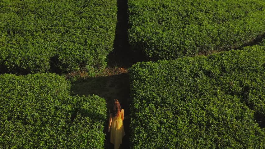 Epic Aerial Drone Video of tea terraces in the mountains with a romantic walking tourist woman. Nuwara Eliya, Sri Lanka. Best tourist places for all kinds of travelers 