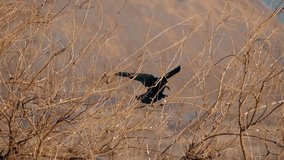 Solitary black crow or rook in flight (taking off landing) among dense, dry branches against an autumn or winter landscape background. - Powered by Shutterstock - Get 15% off with code: PIKWIZARD15