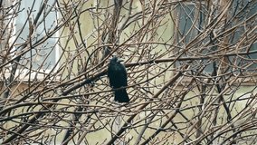 A black crow sits on wet bare branches in the city. Gloomy autumn weather, rain, and a window reflection in the background. Solitude and darkness in the urban environment. - Powered by Shutterstock - Get 15% off with code: PIKWIZARD15