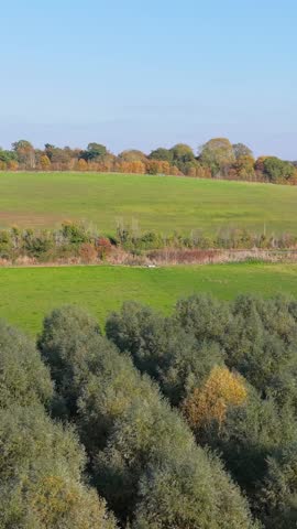 Vertical format aerial drone orbit above golden autumn trees in linear rows. Flying low over the treetops, the camera rotates towards the sun, highlighting warm colors and a hazy blue sky.