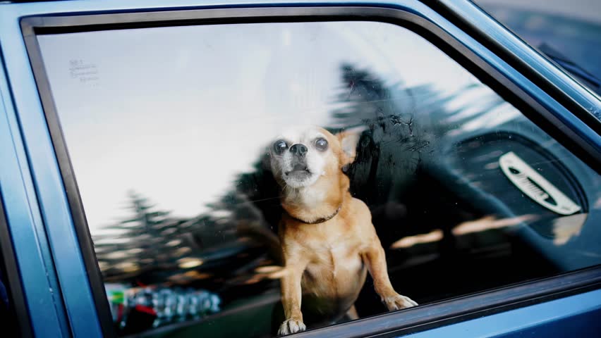 A small dog barks out of the car from the passenger seat behind the glass. She barks and opens her mouth