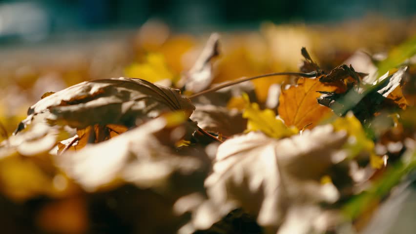 Golden autumn leaves blown by passing vehicles on city sidewalk