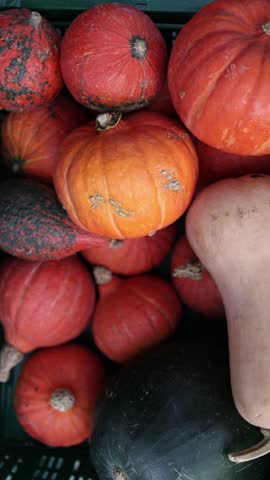 Vertical screen Assorted pumpkins piled together showing natural rough textures autumn harvest colors and organic farm produce creating seasonal market atmosphere in soft daylight