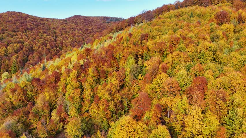 Drone footage showing dense forest covered in colorful autumn foliage in Bucovina, Romania