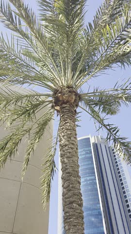 Manama, Bahrain - October 24, 2025: Palm trees standing tall under the bright midday sun in Manama. The clear blue sky and strong sunlight highlight the natural beauty and resilience of Bahrain’s dese