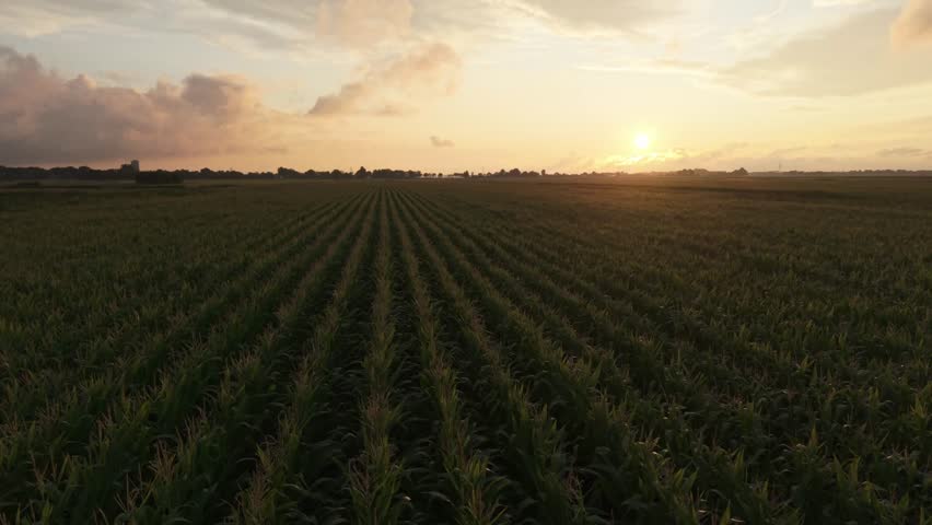 Aerial drone flight forward over green cornfield at sunset, beautiful countryside landscape in golden light.