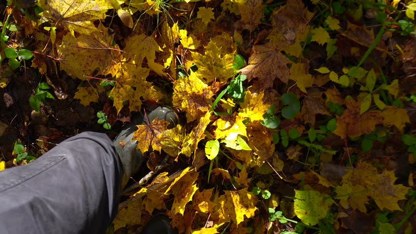 Vishtynetsky Forest in the Kaliningrad region. Walking in boots through autumn leaves.