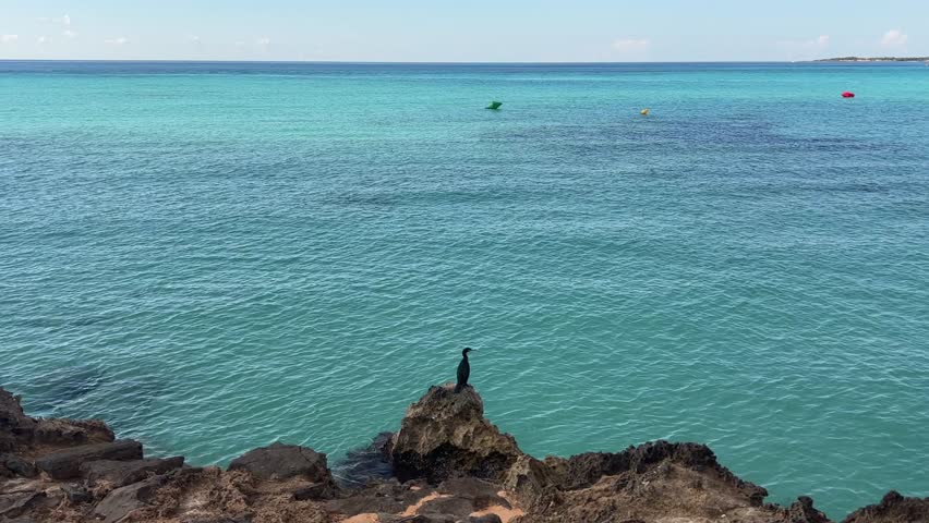 solitary black bird stands on seaside rocks overlooking the turquoise waters of cala ses covetes in mallorca