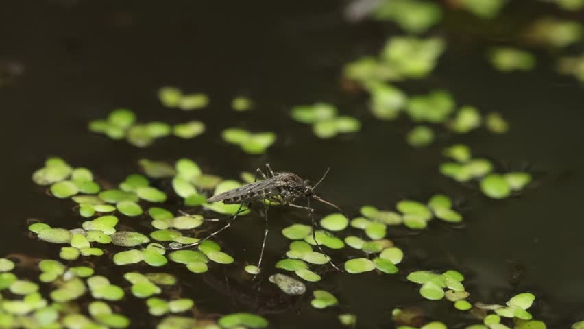 A Mosquito resting on the surface of a pond. Mosquito larvae can be seen moving below the water. Autumn. UK