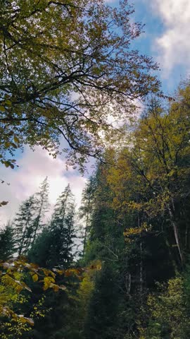 autumn forest landscape with yellow leaves, colourful trees, golden autumn against a blue sky