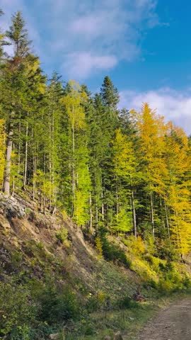 autumn forest landscape with yellow leaves, colourful trees, golden autumn against a blue sky