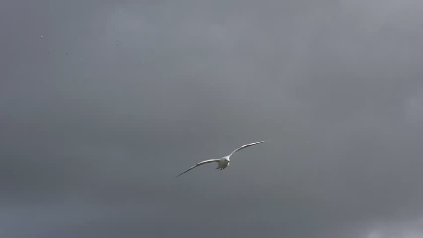 Black-Headed Gulls (Chroicocephalus ridibundus) in winter plumage, in flight, gliding into a headwind on a windy day. October, Kent, UK (Slow motion x5)