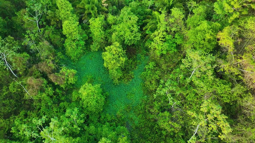 birds eye view of a green forest