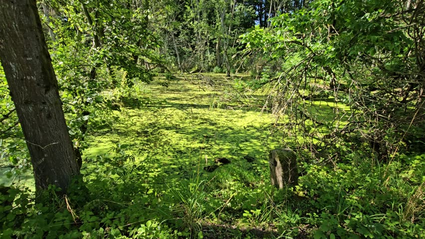 forest dirty path from zealots, woman walking through the forest, off-road cycling,