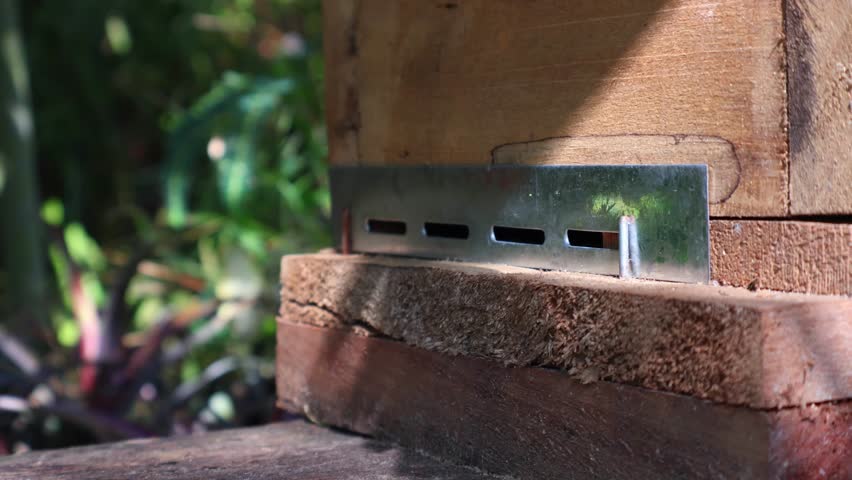 Close-up 4K footage of bees working on a hive box in morning light. Beautiful details of nature and sustainable beekeeping. Ideal for travel ads, eco documentaries, and background visuals.