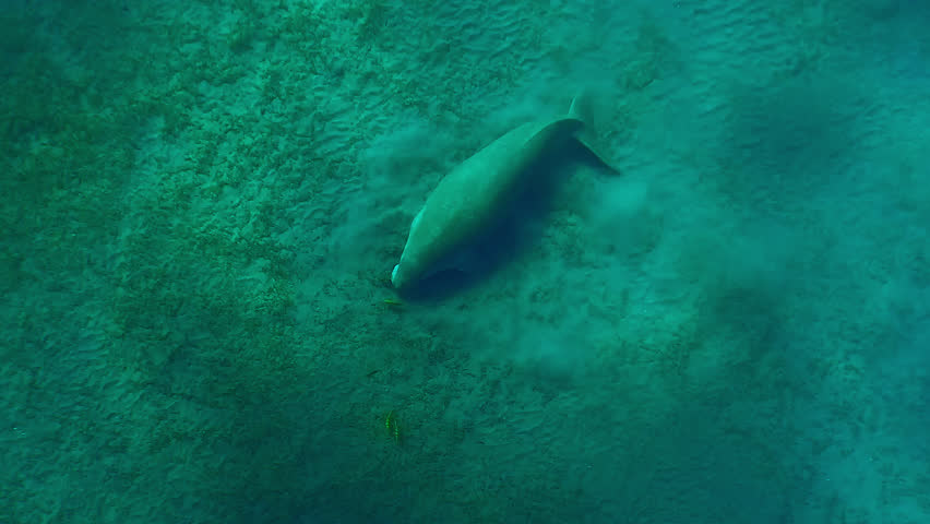 Top view of Sea Cow grazing on sandy bottom eating green algae, Slow motion of Marine Sirenia Dugong dugon feeding Smooth ribbon seagrass, Cymodocea rotundata on seabed
