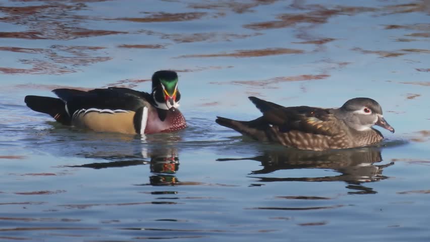 A vibrant male wood duck and a subtle female wood duck swim gracefully together, showcasing their distinct plumages on calm water.