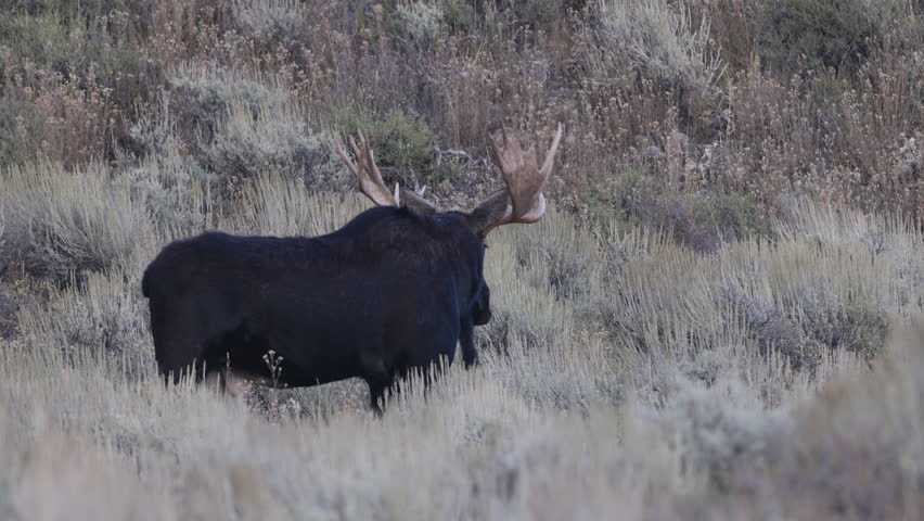 Bull Moose Duringthe Rut in Autumn in Grand Teton National Park Wyoming