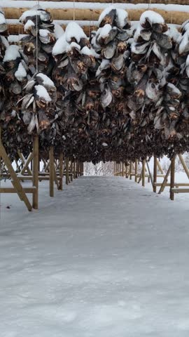 Drying flakes with stockfish cod fish in winter. Reine fishing village, Lofoten islands, Norway