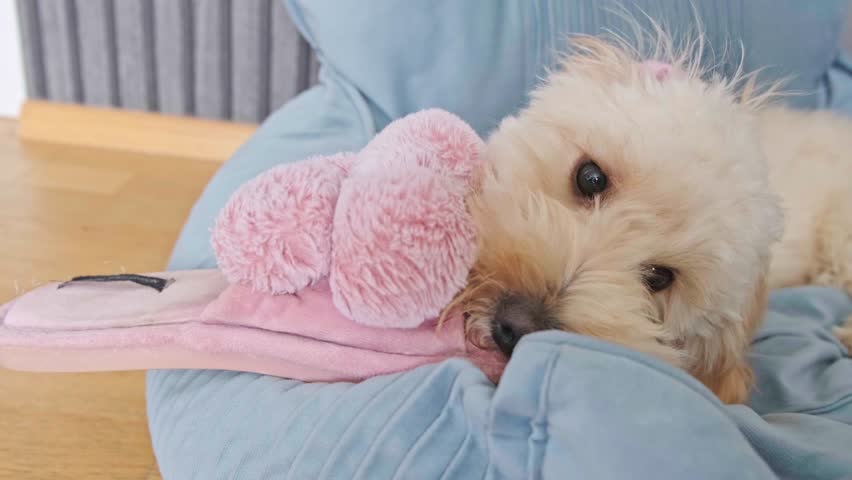 Close-up of an adorable, fluffy Maltipoo puppy lying on a couch, aggressively playing with and biting a fluffy pink slipper. Shows typical puppy chewing behavior.