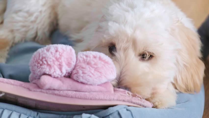 Extreme close-up of a fluffy Maltipoo puppy chewing and biting the pink pom-pom of a slipper on a person's lap. Focus on puppy teeth and playful destruction.