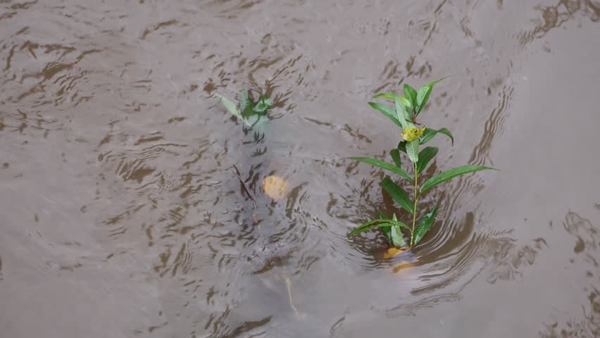 A stream after a heavy rainfall