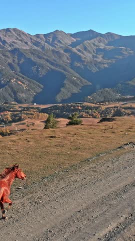 Wild horse crossing a high mountain road