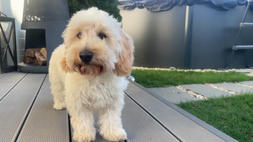 A fluffy Maltipoo puppy stands on a patio deck, barks, and looks up at the sky in a home backyard scene. Shows dog behavior and a modern outdoor living space.