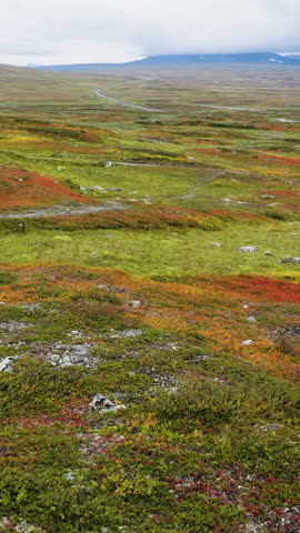 Stunning panning shot revealing the vibrant autumn colors of the arctic tundra vegetation on the Stekenjokk plateau, a famous part of the scenic Wilderness Road in northern Sweden