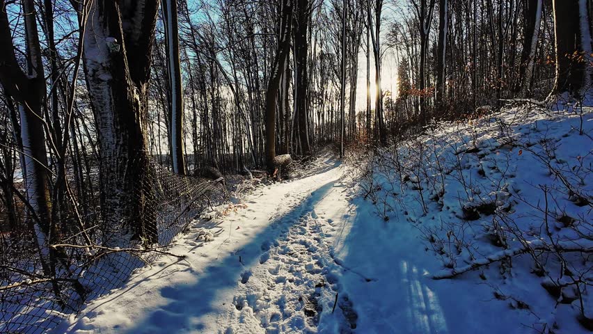 Snowy woodland trail, bright winter landscape featuring snowfilled forest trail and rocky