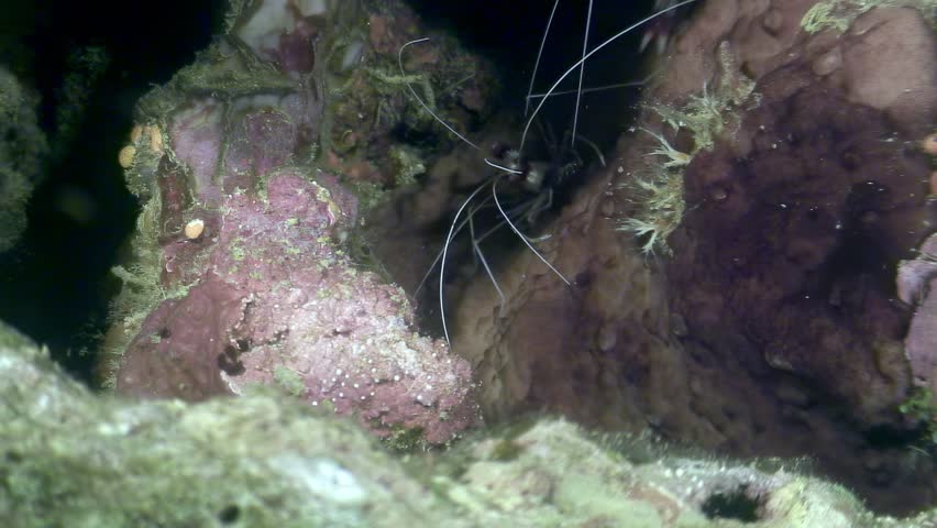 Observe a banded coral shrimp, also known as a doctor shrimp or striped cleaner, Stenopus hispidus, in its natural habitat. Filmed underwater in the warm waters of the Philippines.