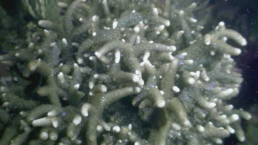 Observe the graceful movements of Stenopus Hispidus, also known as the Banded Coral Shrimp or Doctor Shrimp, as it lives in its natural habitat among the colorful corals of the Philippines.