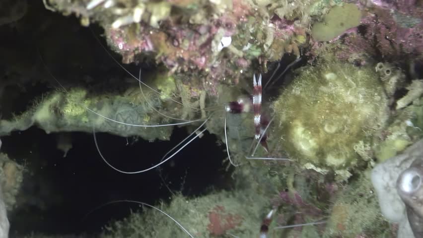 A Stenopus hispidus, also known as Banded Coral Shrimp or doctor shrimp, is exploring the nooks and crannies of a colorful reef structure. This underwater marvel was seen in the Philippines.