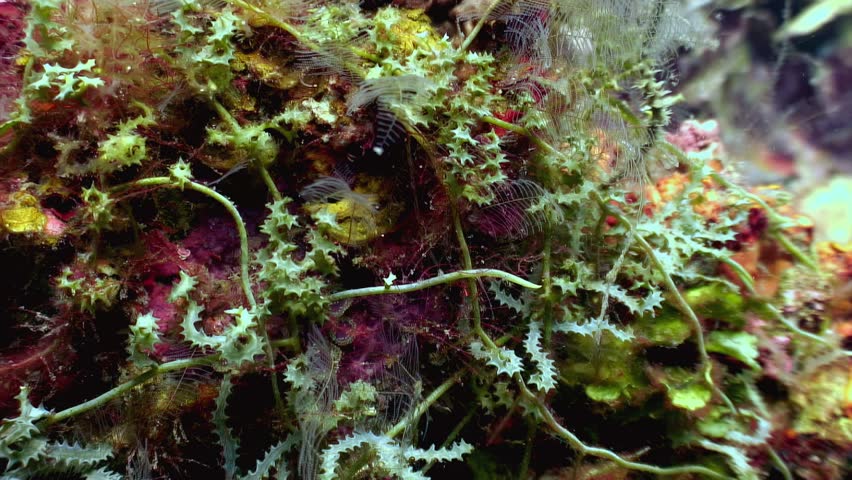 Explore the enchanting underwater world. Delicate hydroids sway rhythmically amidst the vibrant coral reefs near Anilao, Batangas in the Philippines.