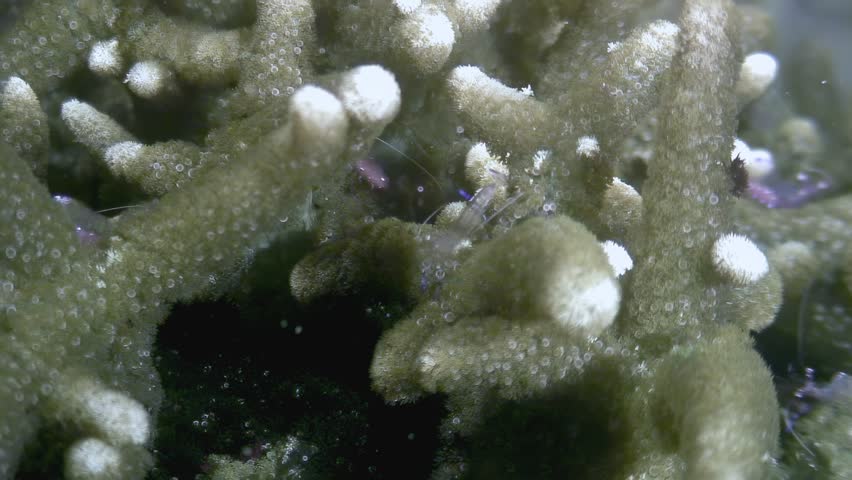 Observe a Stenopus hispidus, also known as the Banded Coral Shrimp or doctor shrimp, meticulously cleaning coral in its natural habitat in the beautiful underwater world of the Philippines.