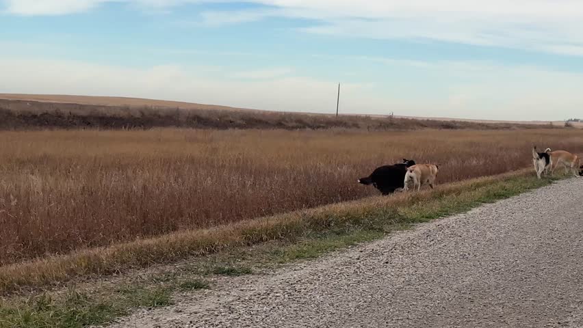 Dogs Walking and Playing in Open Prairie Field on Rural Gravel Road