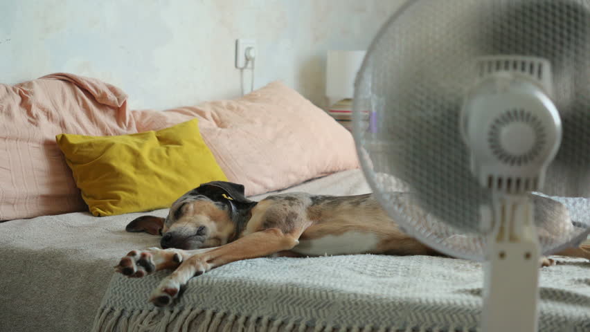 spotted Dog is lying on the bed next to the fan. The fan is turned on and blows out air. the pet rests in the hot season and cools down. room air conditioning. ladies' comfort.