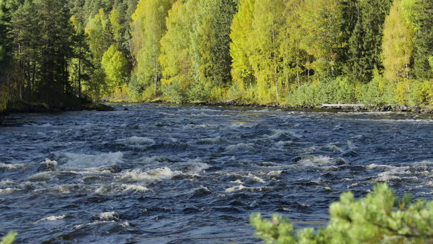 The Vindel river flowing rapidly through a lush boreal forest in Lapland, Sweden, on a sunny day. The clear, deep blue water creates strong currents and whitewater rapids