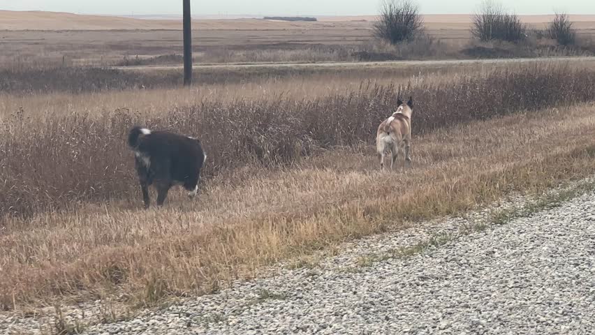 Dogs Walking and Playing in Open Prairie Field on Rural Gravel Road